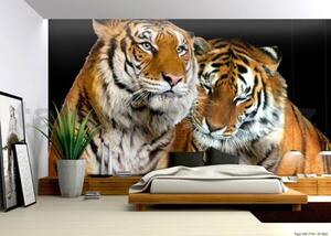 Vliesová fototapeta tygři, rozměr 312 cm x 219 cm, fototapety IMPOL TRADE 130VE