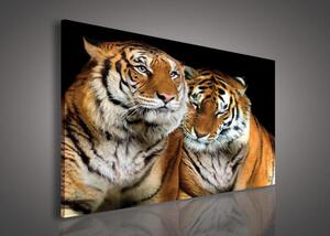 Obraz na plátně tygři 131O1, 100 x 75 cm, IMPOL TRADE