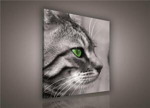 Obraz na plátně kočka 181O2, 80 x 80 cm, IMPOL TRADE