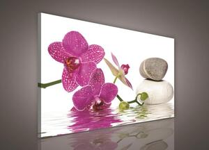 Obraz na plátně orchidej 257O1, 100 x 75 cm, IMPOL TRADE