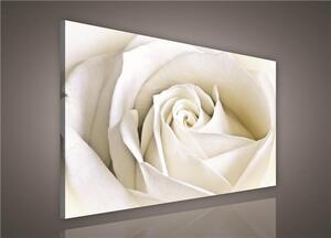 Obraz na plátně bílá růže 147AO1, 100 x 75 cm, IMPOL TRADE