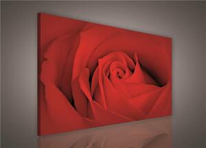 Obraz na plátně červená růže 147BO1, 100 x 75 cm, IMPOL TRADE