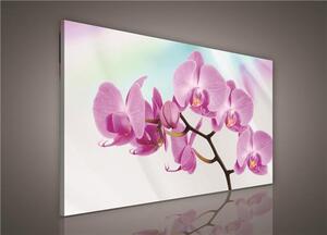 Obraz na plátně orchidej 124O1, 100 x 75 cm, IMPOL TRADE