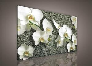 Obraz na plátně bílá orchidej na kameni 413O1, 100 x 75 cm, IMPOL TRADE