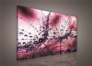 Obraz na plátně ranní rosa růžová 425O1, 100 x 75 cm, IMPOL TRADE