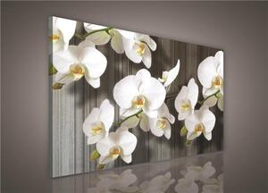 Obraz na plátně bílá orchidej 416O1, 100 x 75 cm, IMPOL TRADE