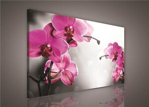 Obraz na plátně orchidej růžová 421O1, 100 x 75 cm, IMPOL TRADE