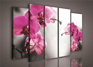 Obraz na plátně orchidej 421S12, rozměr 150 x 100 cm, IMPOL TRADE