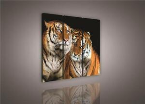 Obraz na plátně tygři 131S6, rozměr 90 x 80 cm, IMPOL TRADE