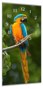 Nástěnné hodiny 30x60cm mladý papoušek ara - plexi