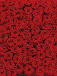 Fototapeta červené růže, rozměr 194 cm x 270 cm, fototapety Komar 4-077