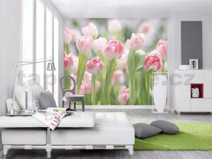 Fototapeta růžové tulipány, rozměr 368 cm x 254 cm, fototapety Komar 8-708