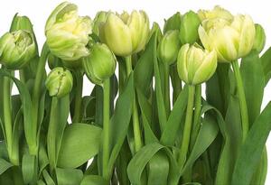 Fototapeta tulipány, rozměr 368 cm x 254 cm, fototapety Komar 8-900