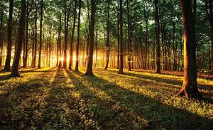 Fototapety, rozměr 368 cm x 254 cm, les a západ slunce, IMPOL TRADE 2226 P8