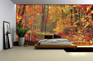 Fototapeta les na podzim, rozměr 254 cm x 184 cm, fototapety IMPOL TRADE 4-002