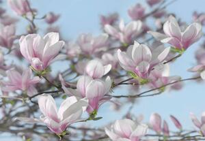 Fototapeta magnolie, rozměr 368 cm x 254 cm, fototapety Magnolia KOMAR 8-738