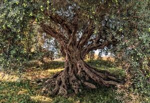 Fototapeta Olive Tree, rozměr 368 cm x 254 cm, fototapety Olivový strom KOMAR 8-531