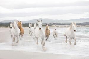 Fototapeta koně, rozměr 368 cm x 254 cm, fototapety White Horses KOMAR 8-986