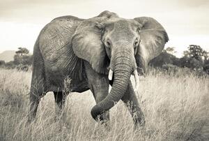 Fototapeta Elephant, rozměr 368 cm x 248 cm, fototapety slon, KOMAR XXL4-529