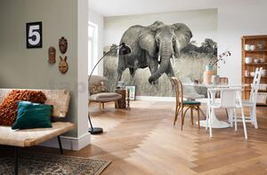 Fototapeta Elephant, rozměr 368 cm x 248 cm, fototapety slon, KOMAR XXL4-529