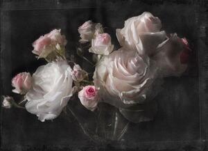 Fototapety růže Eternity, rozměr 254 cm x 184 cm, fototapety KOMAR 4-876