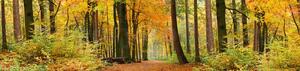 Samolepící tapety za kuchyňskou linku, rozměr 260 cm x 60 cm, les na podzim, DIMEX KI-260-045