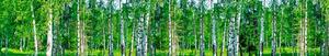 Samolepící tapety za kuchyňskou linku, rozměr 350 cm x 60 cm, březový les, DIMEX KI-350-044