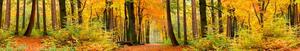 Samolepící tapety za kuchyňskou linku, rozměr 350 cm x 60 cm, les na podzim, DIMEX KI-350-045