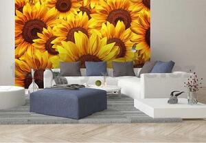 Vliesové fototapety, rozměr 375 cm x 250 cm, květy slunečnic, DIMEX MS-5-0129