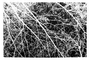 Tutumi - Koberec Nature 4D White Trees - černá/bílá - 160x230 cm