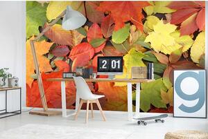 Vliesové fototapety, rozměr 375 cm x 250 cm, barevný podzim, DIMEX MS-5-0115