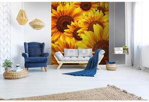 Vliesové fototapety, rozměr 225 cm x 250 cm, květy slunečnic, DIMEX MS-3-0129