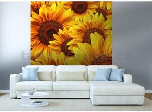 Vliesové fototapety, rozměr 225 cm x 250 cm, květy slunečnic, DIMEX MS-3-0129