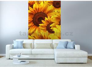 Vliesové fototapety, rozměr 150 cm x 250 cm, květy slunečnic, DIMEX MS-2-0129