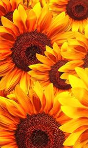 Vliesové fototapety, rozměr 150 cm x 250 cm, květy slunečnic, DIMEX MS-2-0129