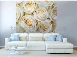 Vliesové fototapety, rozměr 225 cm x 250 cm, bílé růže, DIMEX MS-3-0137