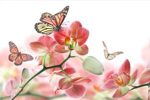 Vliesové fototapety, rozměr 375 cm x 250 cm, orchidej s motýly, DIMEX MS-5-0146