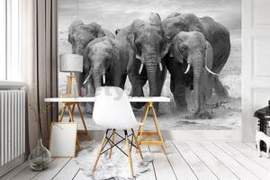 Vliesové fototapety 11578 V8, rozměr 368 cm x 254 cm, stádo slonů, IMPOL TRADE