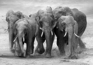 Vliesové fototapety 11578 V8, rozměr 368 cm x 254 cm, stádo slonů, IMPOL TRADE