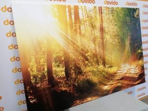 Obraz sluneční paprsky v lese - 60x40 cm