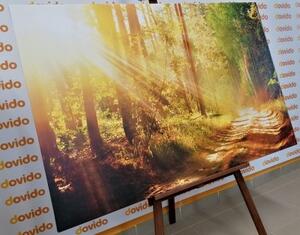 Obraz sluneční paprsky v lese - 60x40 cm