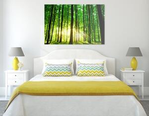 Obraz svěží zelený les - 60x40 cm
