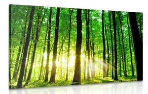 Obraz svěží zelený les - 120x80 cm