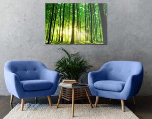 Obraz svěží zelený les - 60x40 cm