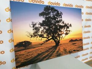 Obraz osamělý strom při západu slunce - 60x40 cm