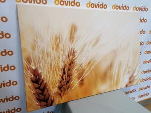 Obraz pšeničné pole - 60x40 cm