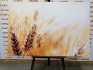Obraz pšeničné pole - 60x40 cm