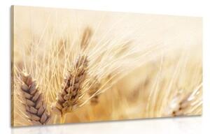 Obraz pšeničné pole - 90x60 cm