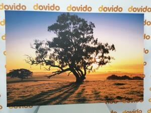Obraz osamělý strom při západu slunce - 60x40 cm