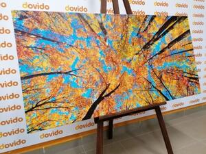 Obraz podzimní koruny stromů - 100x50 cm